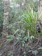 Image of <i>Corokia <i>buddleioides</i></i> var. buddleioides