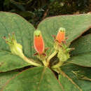 Image of Columnea poortmannii (Wiehler) L. P. Kvist & L. E. Skog