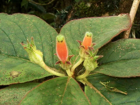 Columnea poortmannii (Wiehler) L. P. Kvist & L. E. Skog的圖片