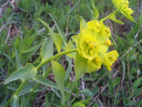 Image of serrate spurge