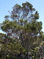 صورة Halocarpus kirkii (F. Muell. ex Parl.) Quinn