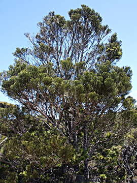 Image of Halocarpus kirkii (F. Muell. ex Parl.) Quinn