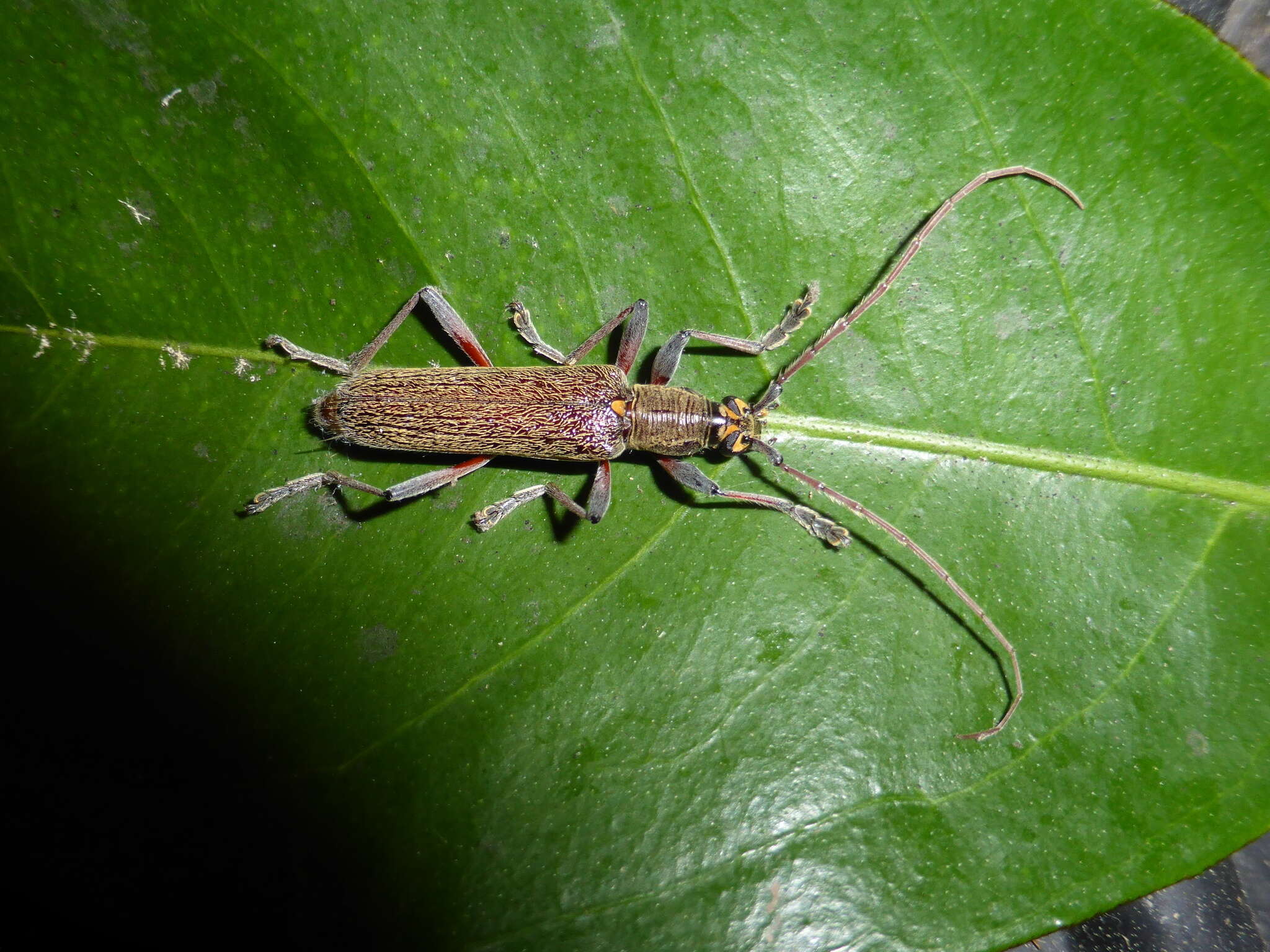 Image of lemon tree borer