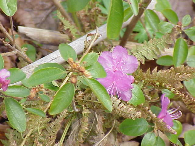 صورة Rhododendron dauricum L.