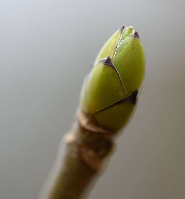 Imagem de Acer pseudoplatanus L.