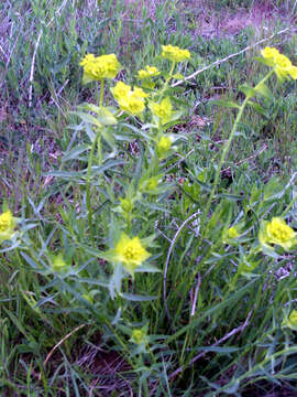 Image of serrate spurge