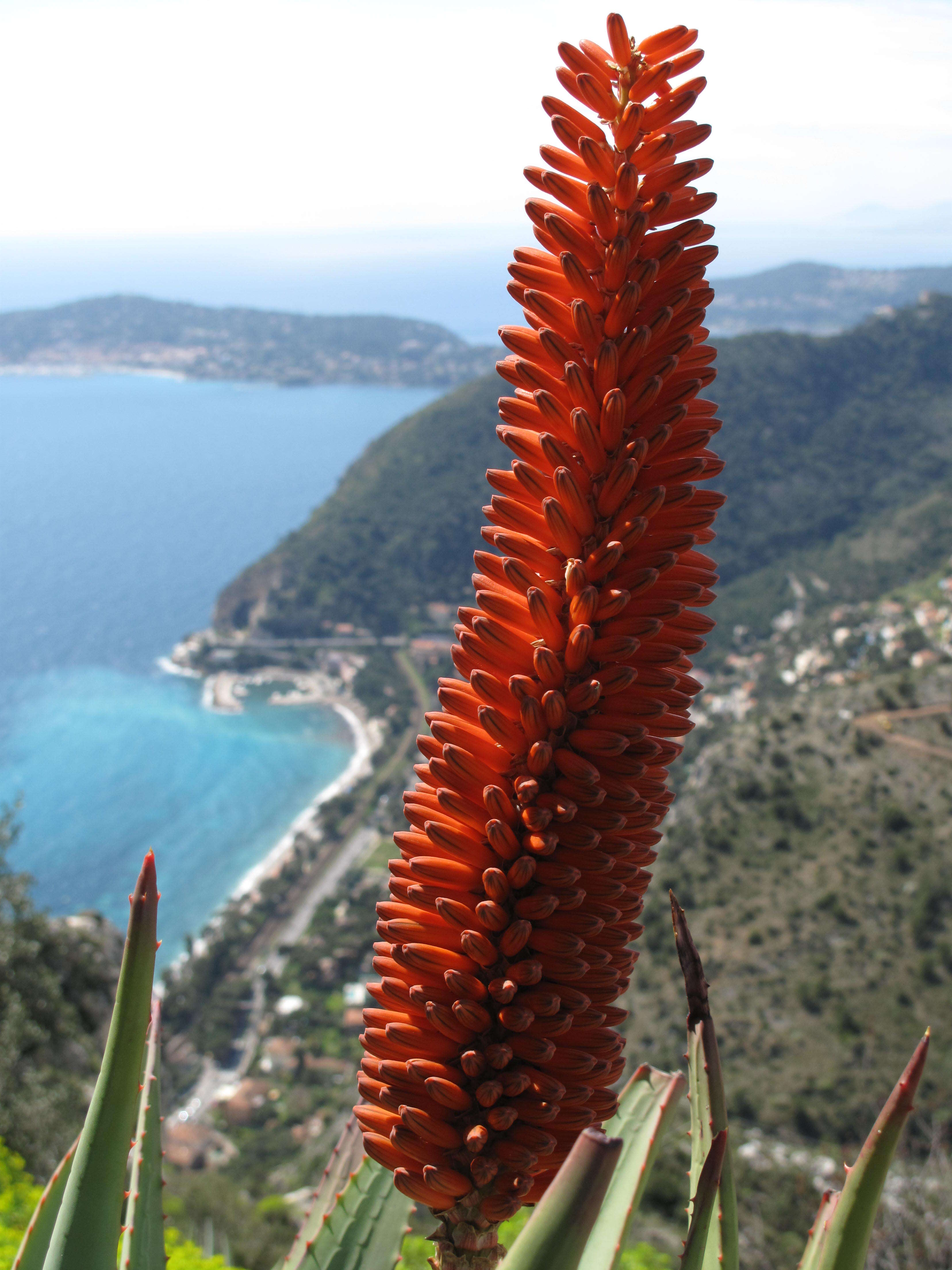 Image of candelabra aloe