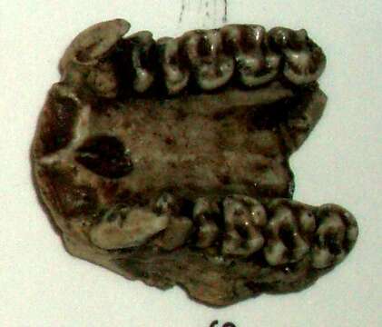 Image of unclassified Catarrhini