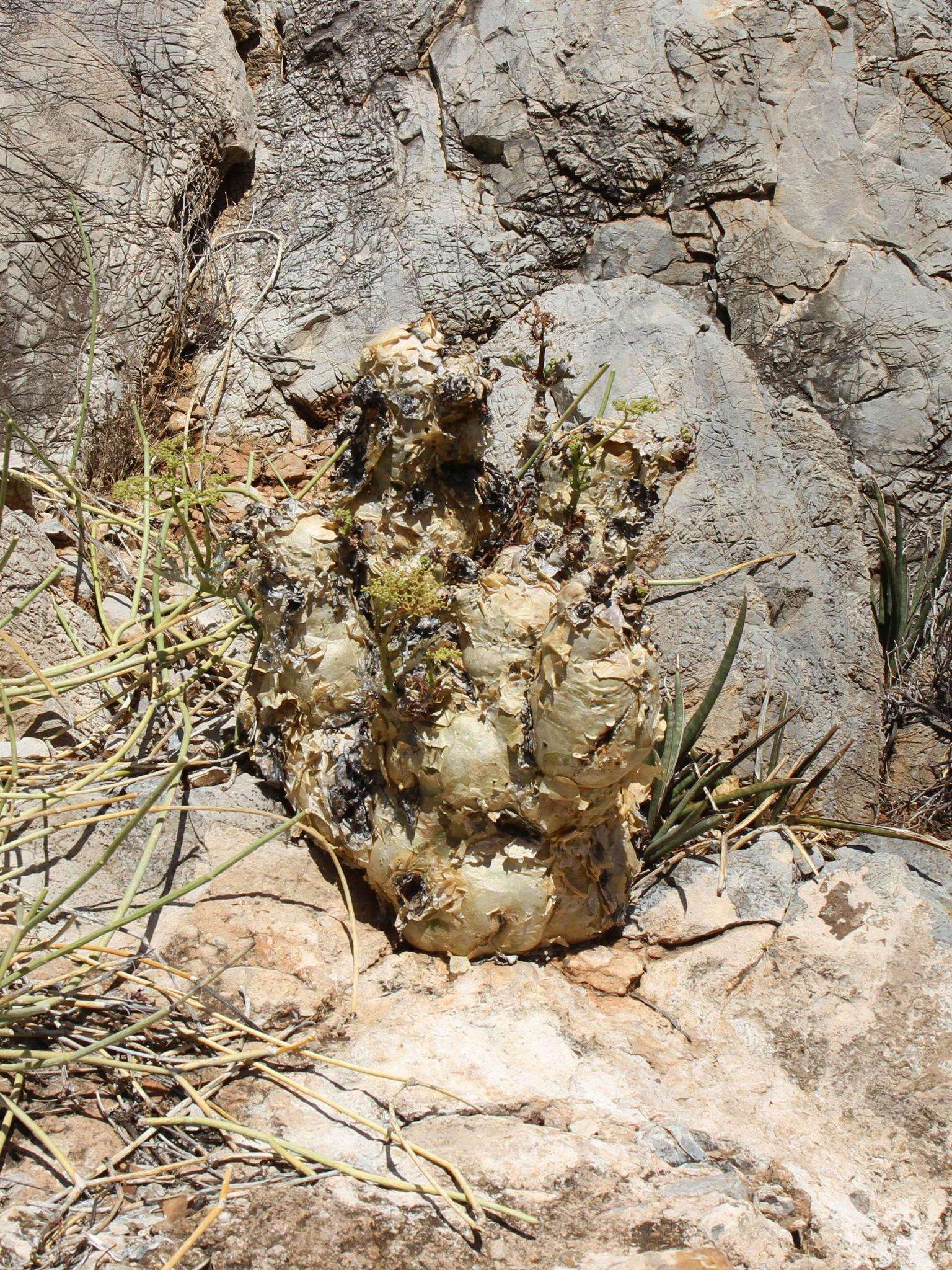 Image of Cyphostemma bainesii (Hook. fil.) Descoings