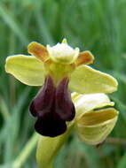 Image of ophrys