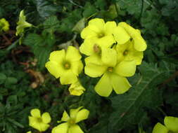 Image of Bermuda buttercup