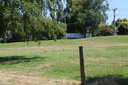 Image of Lesser Redpoll