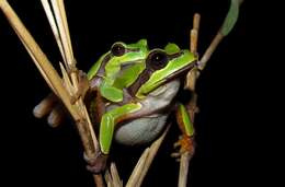 Image of Pine Barrens Treefrog