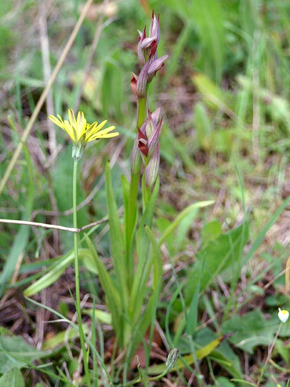 Image of Small-flowered serapias