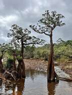 Image of New Caledonia retrophyllum