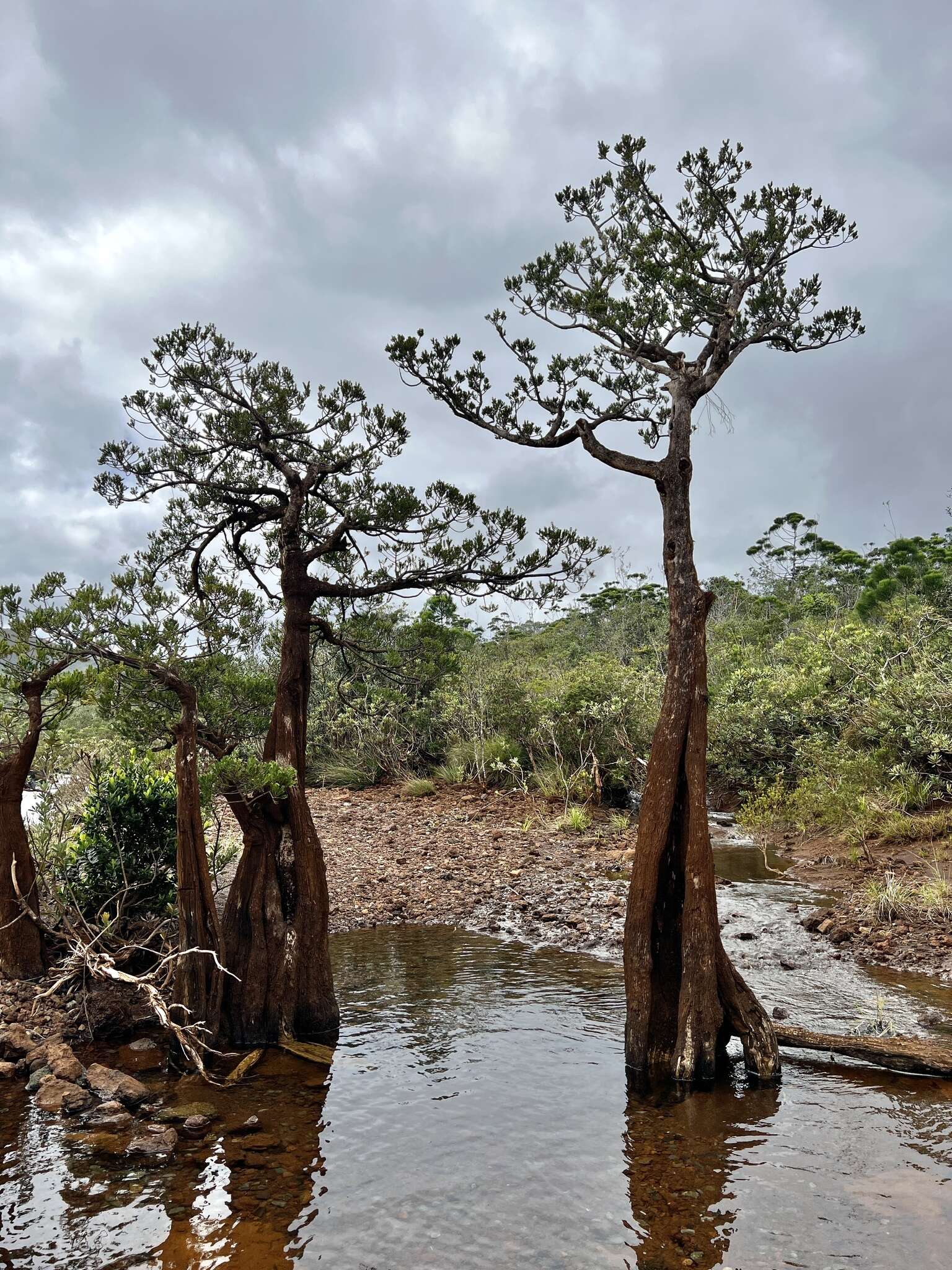 Plancia ëd Retrophyllum minus (Carrière) C. N. Page