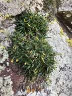 Image of Standley's draba