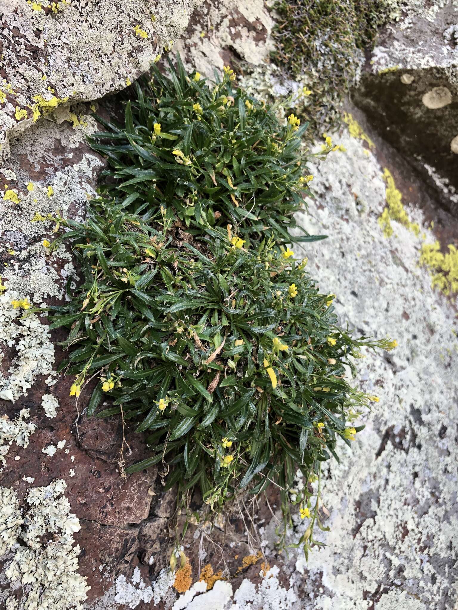 Image of Standley's draba