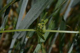 Plancia ëd Galium tricornutum Dandy