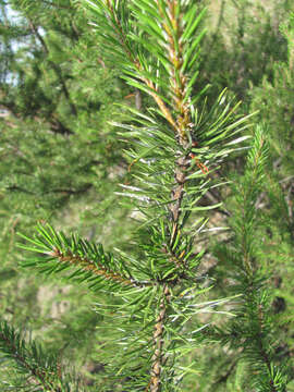 Image of jack pine