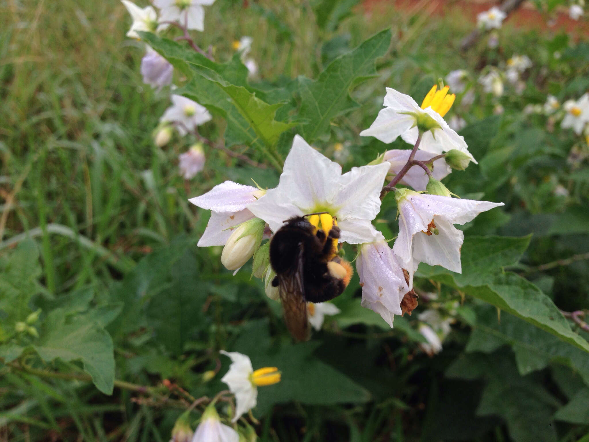 Image of Bombus ignitus Smith 1869