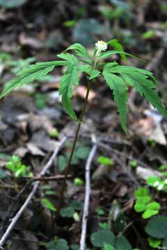 Image of Anemone reflexa Steph. & Willd.