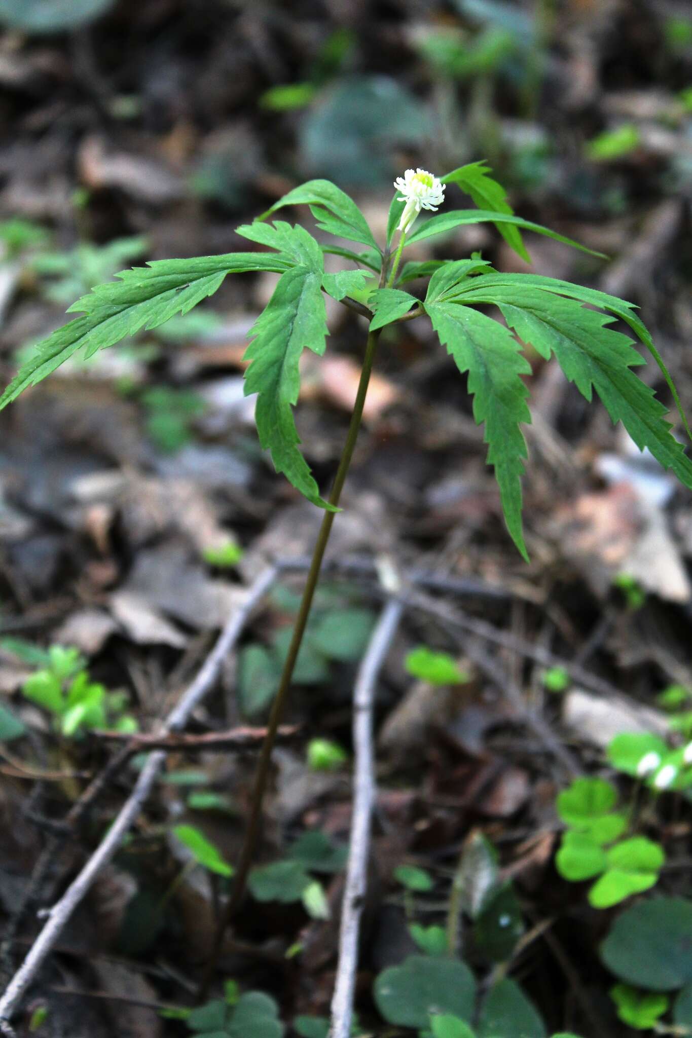 صورة Anemone reflexa Steph. & Willd.