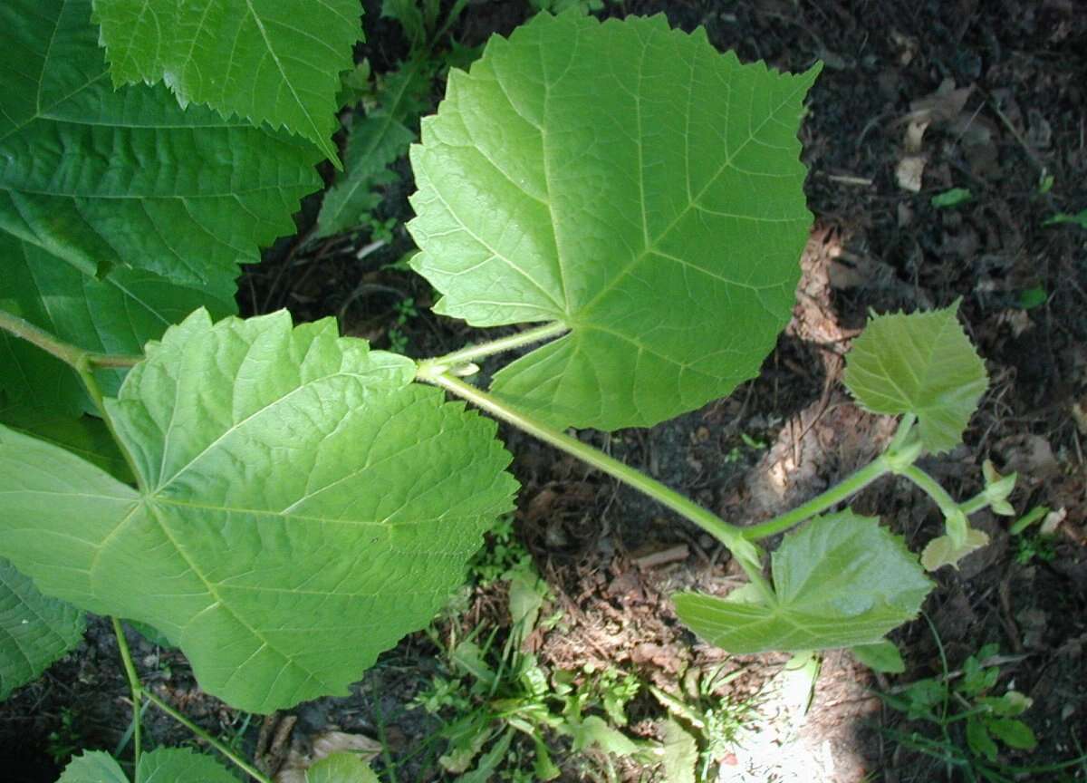 Image of Large-leaved Lime