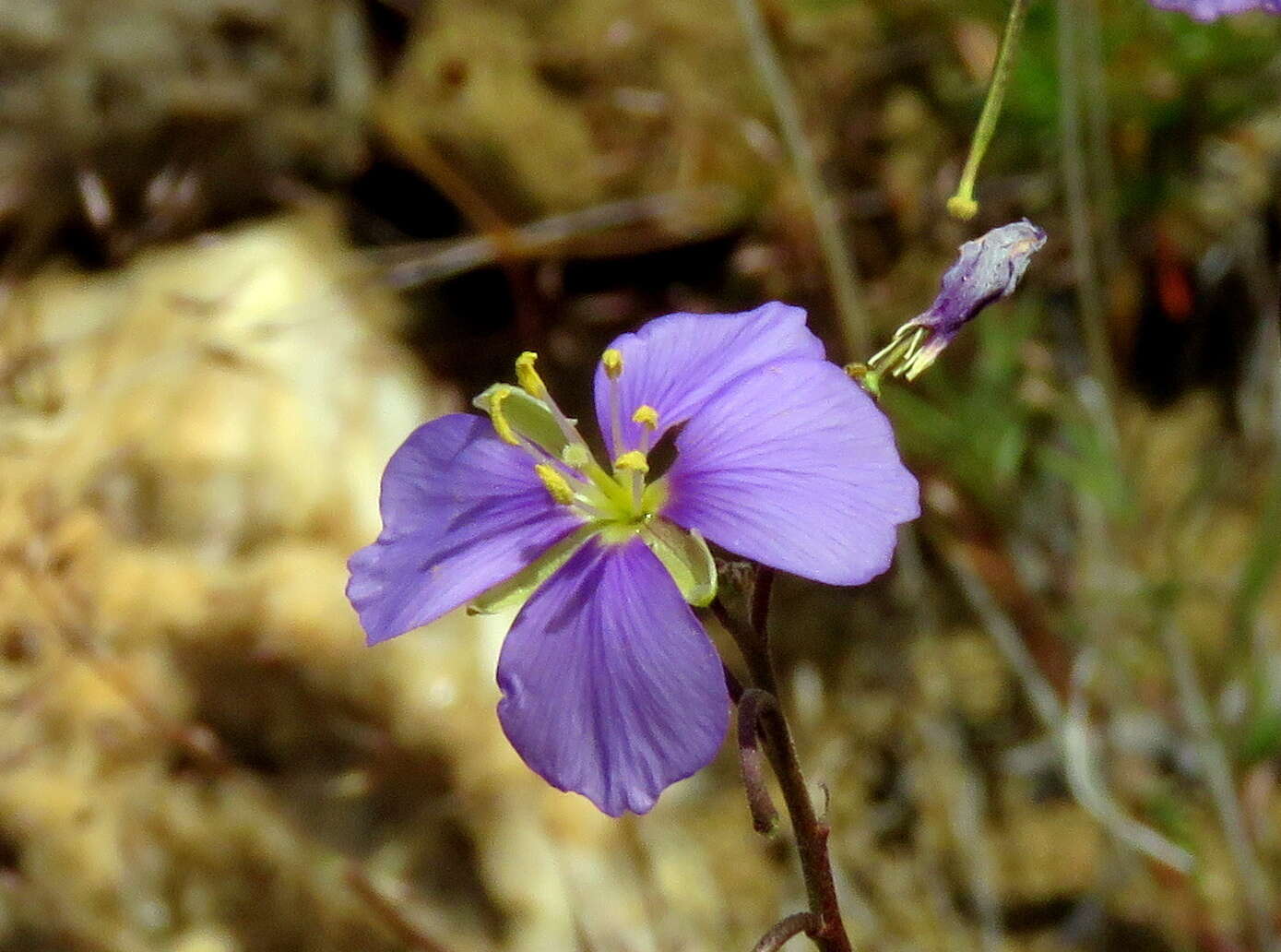 Image of Heliophila suavissima Burch. ex DC.