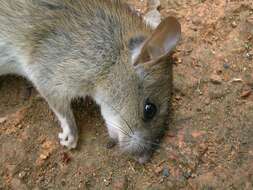 Image of Rattus Rattus