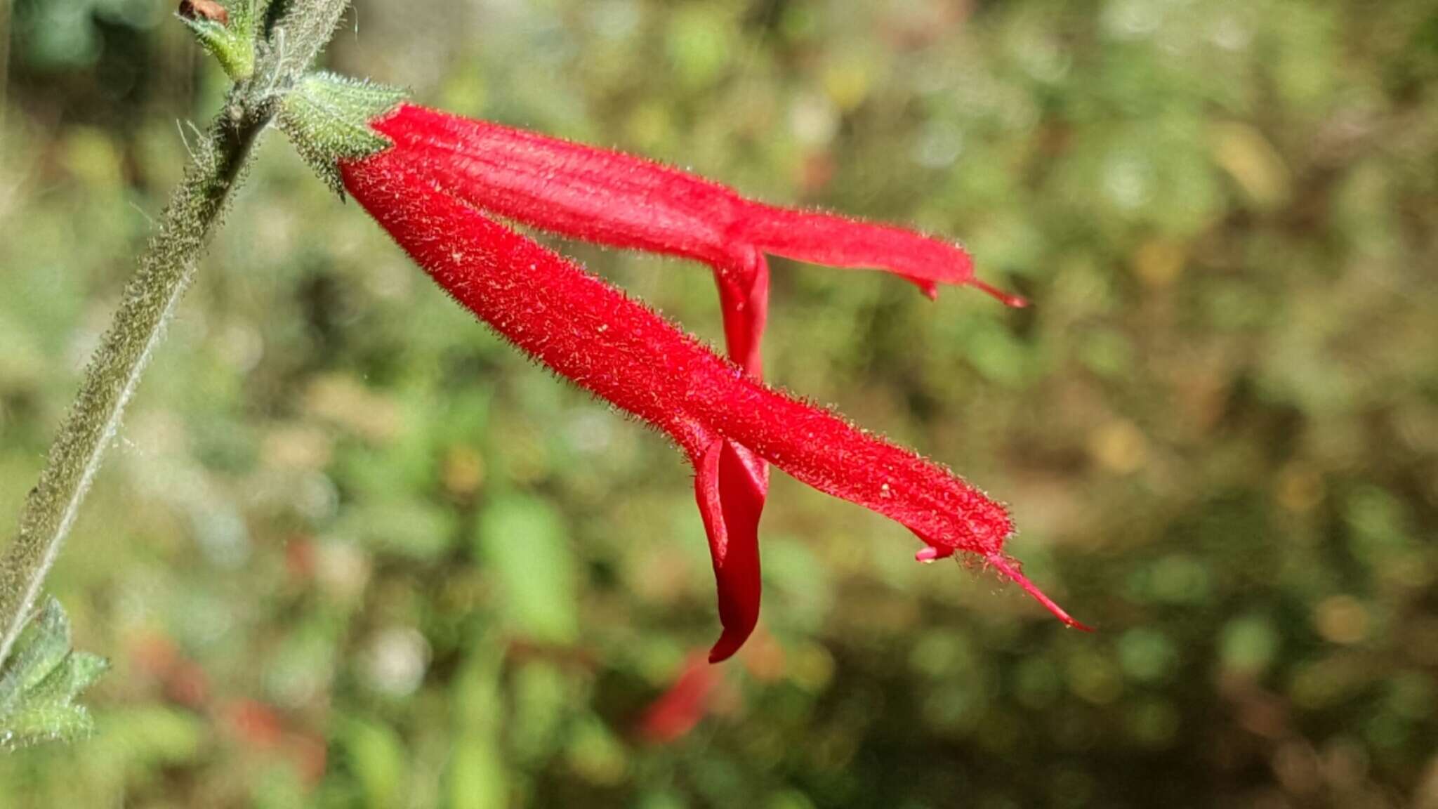 Image of pineapple sage