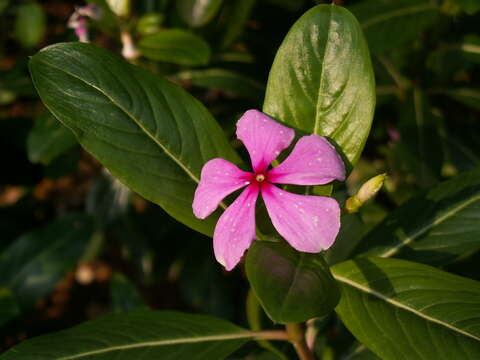 Image of Madagascar periwinkle