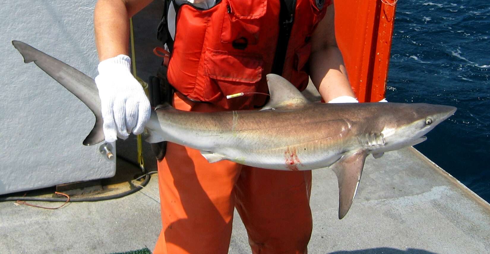 Image of Dusky Shark