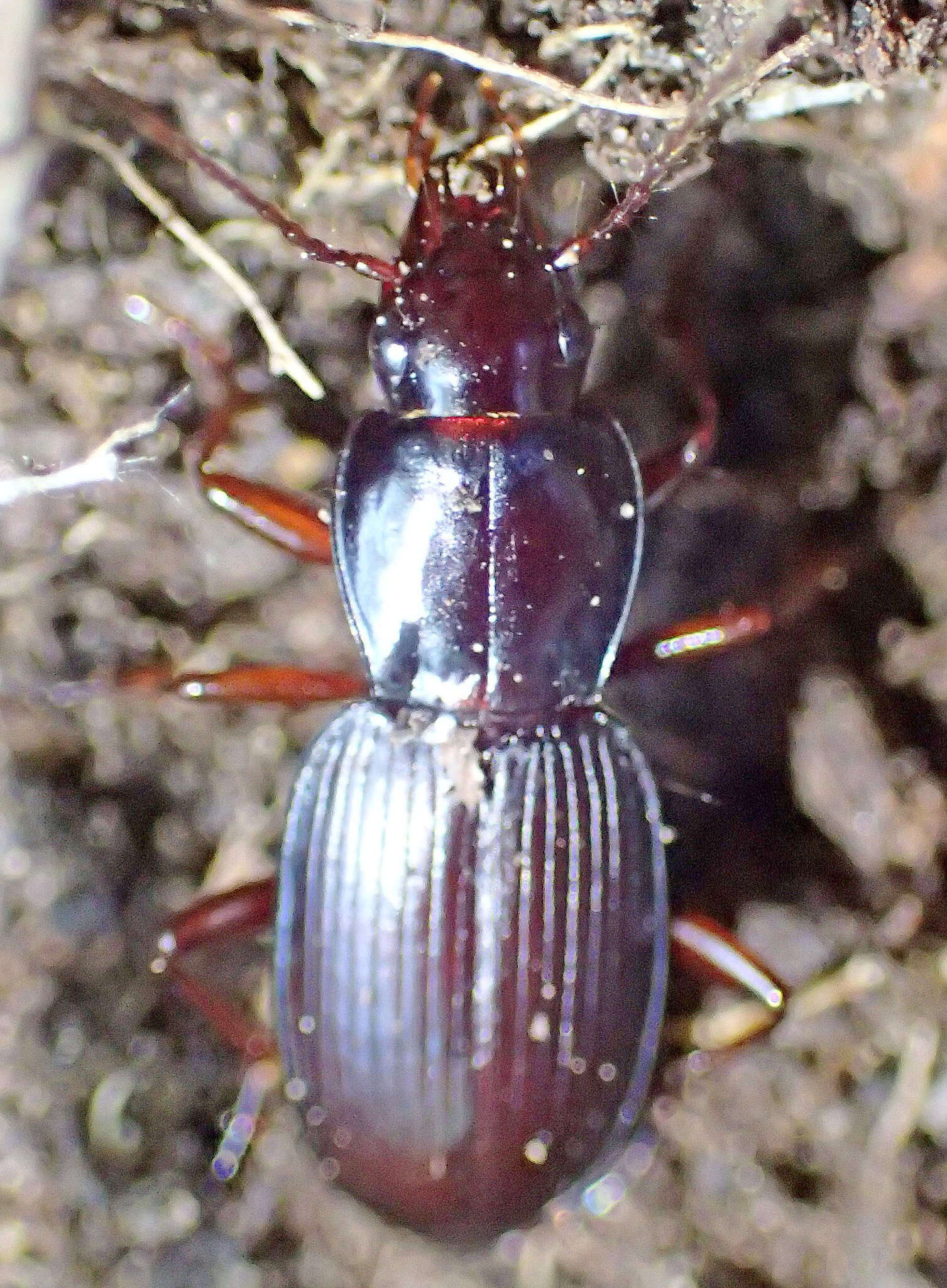 Image of Pterostichus (Hypherpes) vicinus Mannerheim 1843