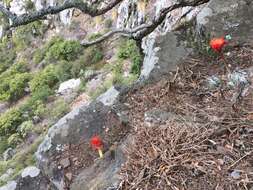 Imagem de Haemanthus coccineus L.