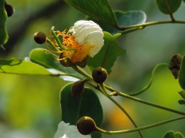 Plancia ëd Bobgunnia madagascariensis (Desv.) J. H. Kirkbr. & Wiersema