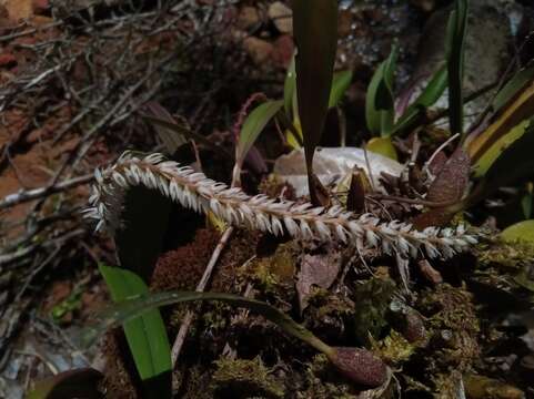 Sivun Bulbophyllum multiflorum Ridl. kuva