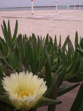 Image of hottentot fig