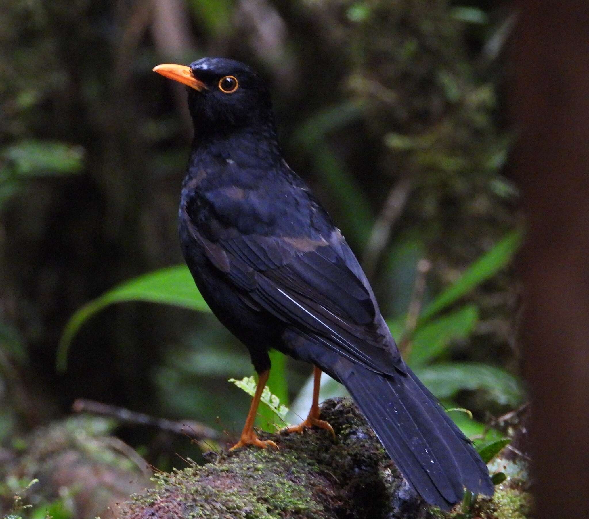 Image of Glossy-black Thrush