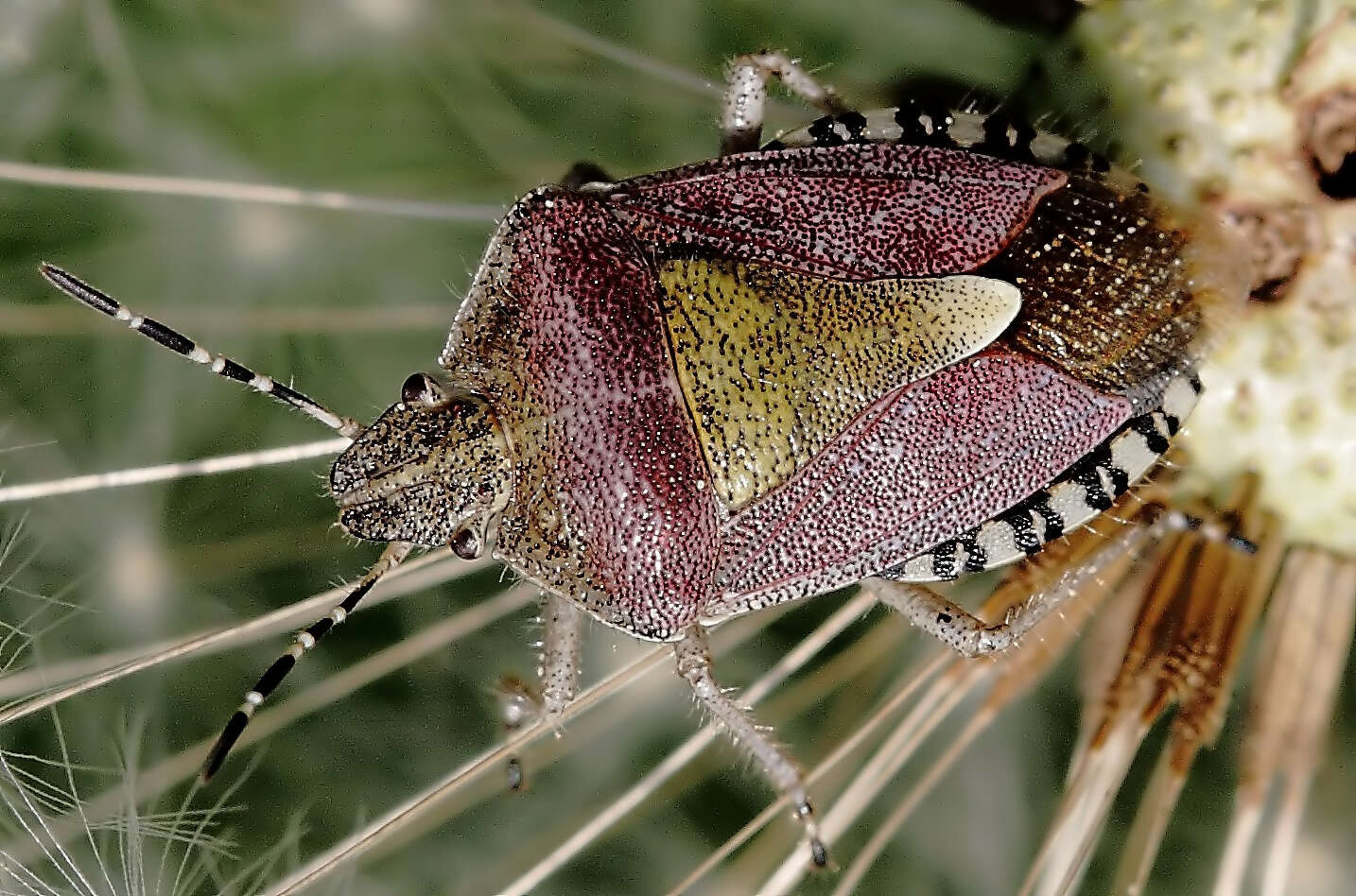 Image of sloe bug