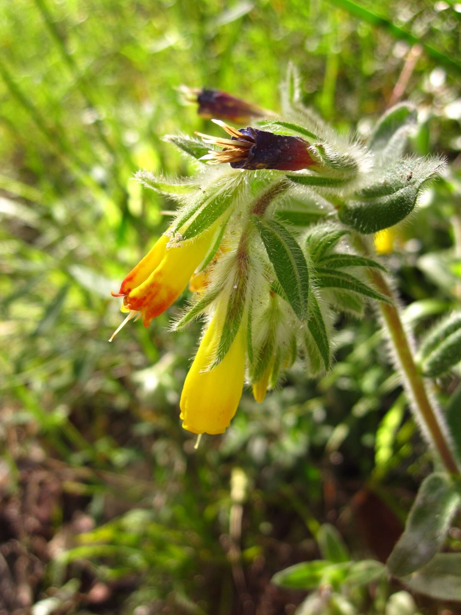 Imagem de Onosma frutescens Lam.