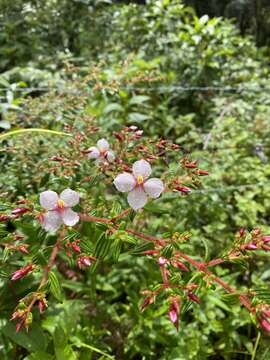 Image of Monochaetum floribundum (Schltdl.) Naud.