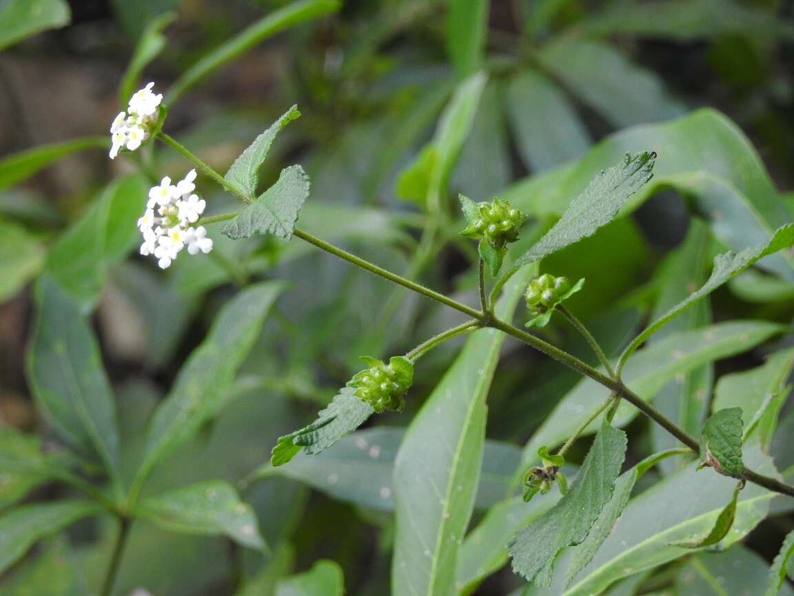 Image of Lantana horrida subsp. horrida