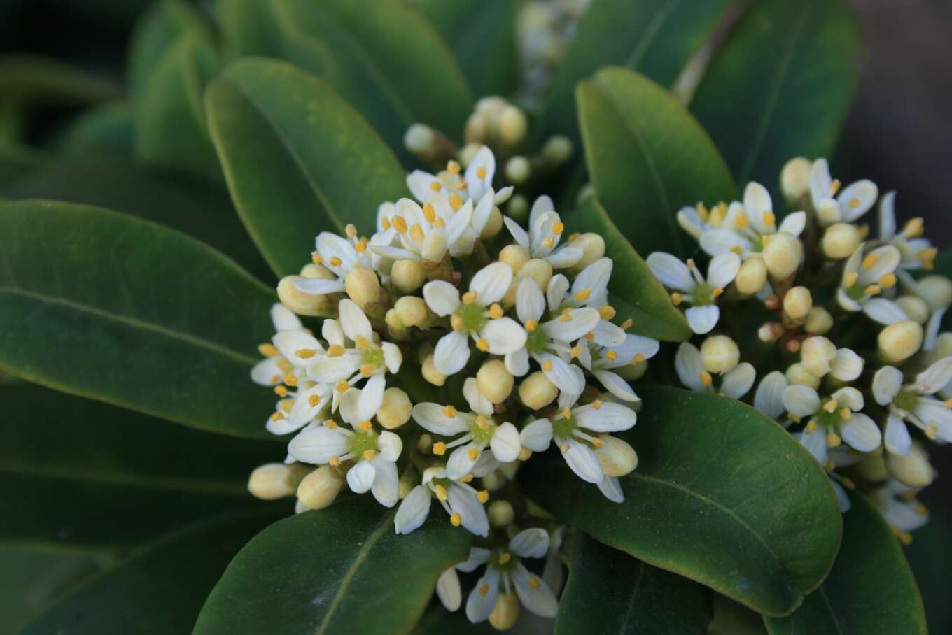 Image of Skimmia