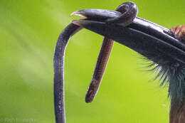 Image of Cope's Tropical Ground Snake