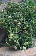 Image of Skimmia