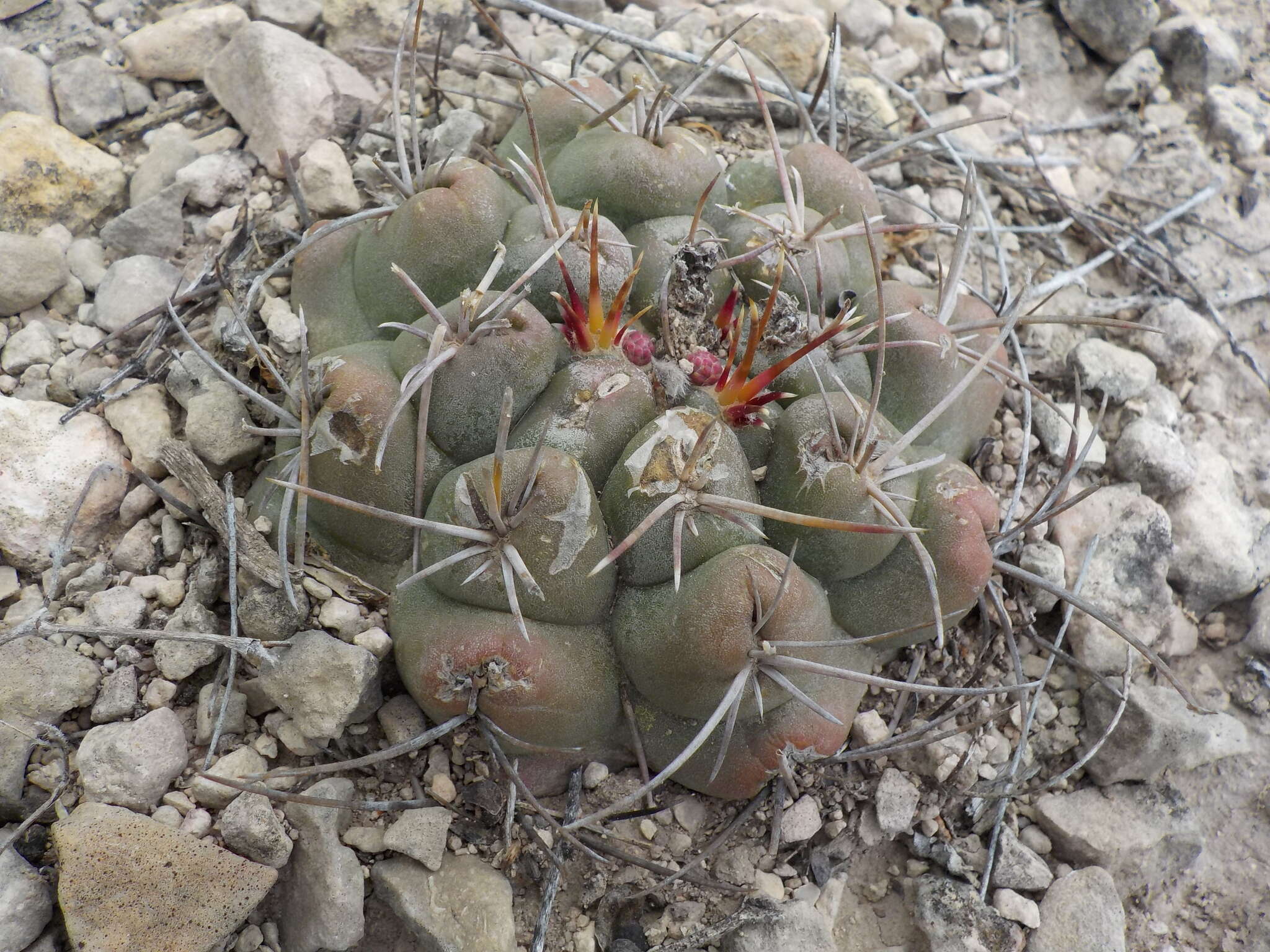 Image of Thelocactus hexaedrophorus (Lem.) Britton & Rose