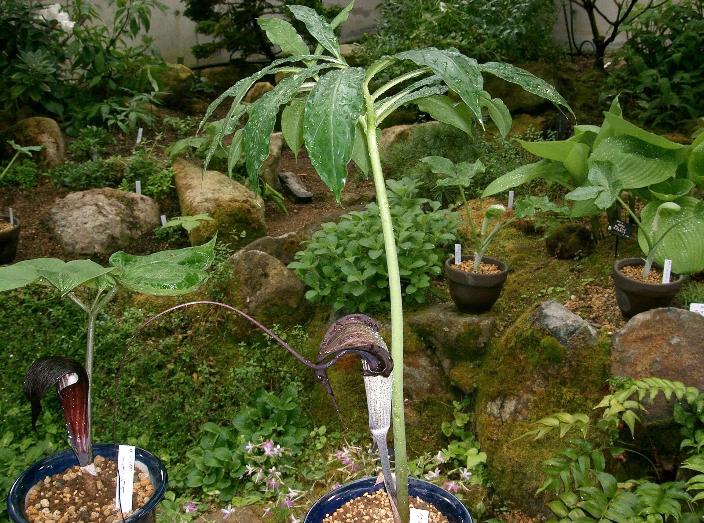 Image of Arisaema thunbergii subsp. urashima (H. Hara) H. Ohashi & J. Murata