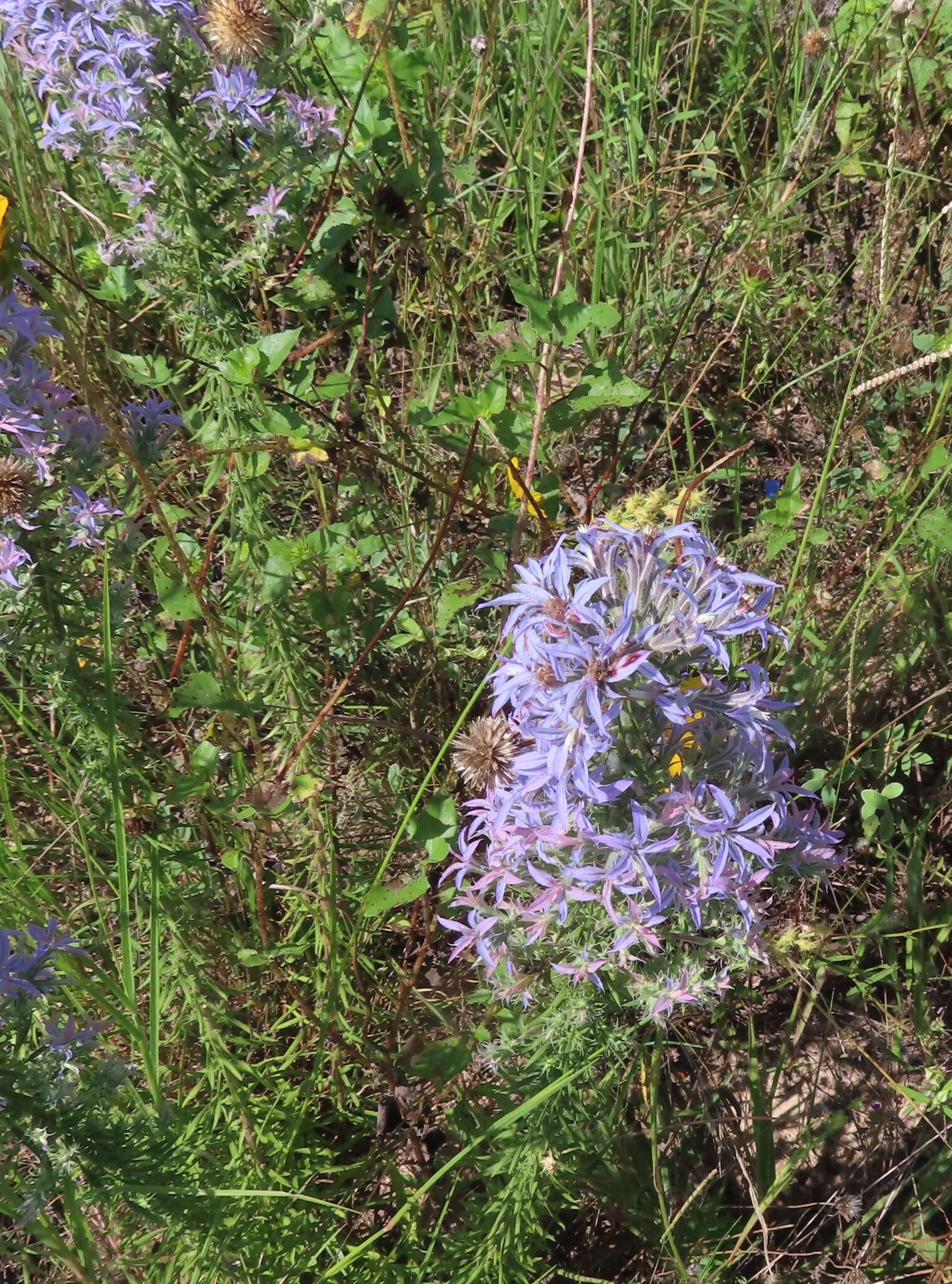 Image de Liatris carizzana (Gaiser) G. L. Nesom