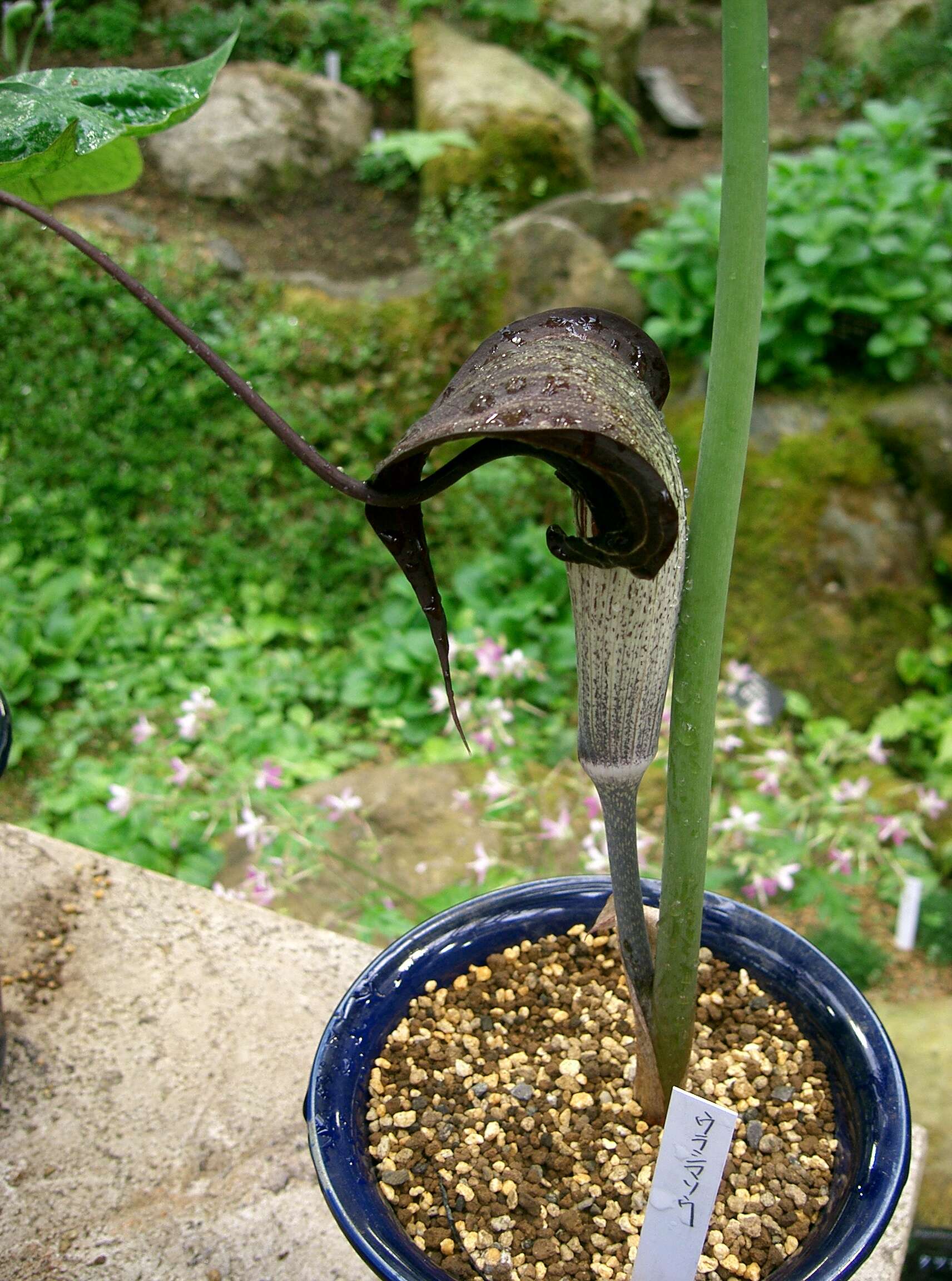 Image of Arisaema thunbergii subsp. urashima (H. Hara) H. Ohashi & J. Murata